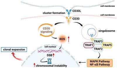 Mechanism of action and therapeutic targeting of CD30 molecule in lymphomas